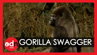 Gorilla learns to swagger like a man [upl. by Aicinod701]