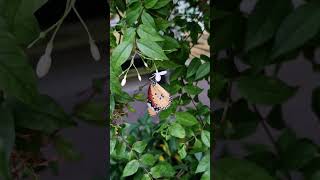 Danaus chrysippus also known as the plain tiger beautiful butterfly [upl. by Htehpaj]