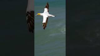 Gannet bird in flight shorts ytshorts youtubeshorts [upl. by Judye]