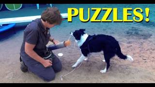 Thinking puzzles clicker dog training tricks [upl. by Adnaloy]