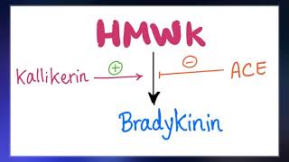 Bradykinin [upl. by Spanos]