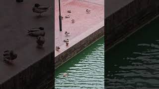 Loads of ducks barbican [upl. by Odlaw]