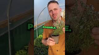 How to Grow Thyme Herb Plants [upl. by Rehpatsirhc]