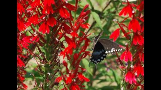 Lobelia cardinalis [upl. by Annovy]