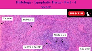 Histology of Lymphatic Tissue  Part 4  Spleen  White amp Red pulp  Splenic Circulation [upl. by Old]