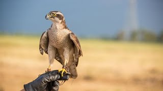 Cetrería entrenamiento de halcones  Hogarmanía [upl. by Hertzog]