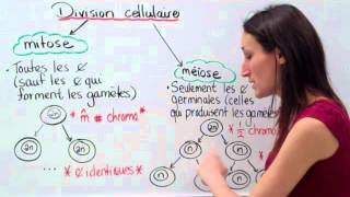 19 Sciences 9e Modes division cellulaire [upl. by Tallbot921]