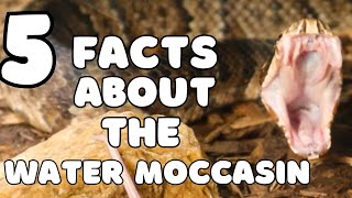 Did You Know These 5 Things About The Water Moccasin [upl. by Sibie]