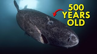 Greenland Shark The Shark That’s Twice As Old As America [upl. by Nels]