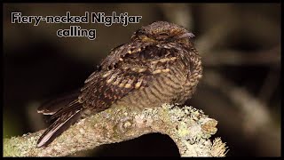 Fiery necked Nightjar calling [upl. by Akemad]