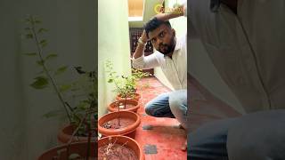 Plant repotting soil mix tamil  How to make perfect soilmix for plants chedivalarpu shortsfeed [upl. by Noakes]