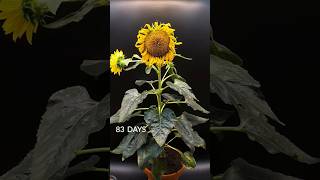 83 days in 35 seconds  Sunflower timelapse everyone viralshorts viralvideo [upl. by Ainak125]