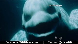 Beluga Whale Sounds Like a Human [upl. by Gonzales]