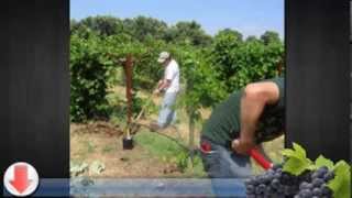 Grape Growing Guide Starting Your Own Venture [upl. by Notlimah]