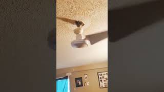 1 Bladed ceiling fan falls😂 ceilingfan crazy shorts electricity stupidvideos [upl. by Mirielle]