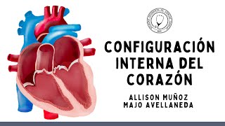 CONFIGURACIÓN INTERNA DEL CORAZÓN  Anatomía [upl. by Irmina694]