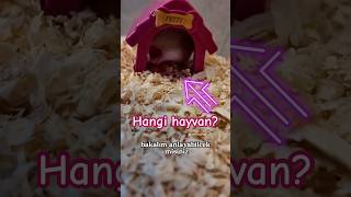 TAHMİN ET Bu hangi hayvan Mimuymi baby hamster pets hamsters [upl. by Wilmette]