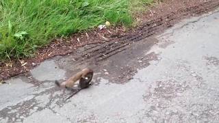 Stoat vs rat [upl. by Aneled187]