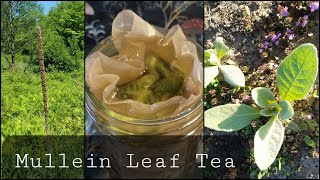 How To Make Mullein Tea [upl. by Camp]