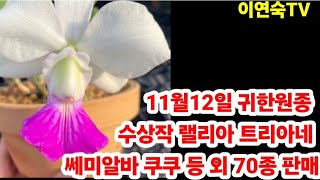 원종 귀한 희귀난 amp호접란 총70종 판매 010 5121 5030 [upl. by Frans]