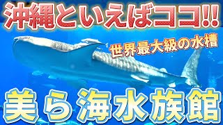 【沖縄旅行】日本一有名な水族館『美ら海水族館』が最高すぎた [upl. by Mccoy618]