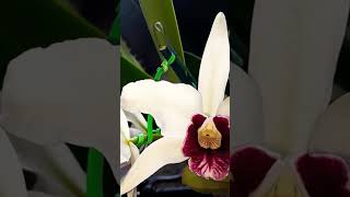 Laelia Purpurata var Carnea Mudas adultas e pré adulta WhatsApp 17981904781 [upl. by Alexi323]