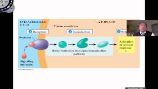 Signal Transduction Pathways [upl. by Acinej695]