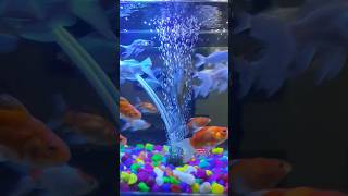 Fish tank set up fish Aquarium Gold fish Aquarium🤷🐟🤷 goldfishtankmates fishtank aquarium viral [upl. by Caresse]