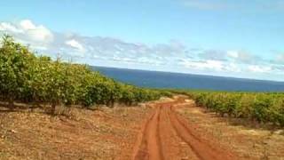 Kauai Coffee Plantation on Kauais South Shore [upl. by Aihsetan]