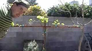 How to Prune Grape Vines [upl. by Candi81]