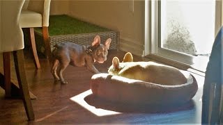 French Bulldog Puppy Bill tries to steal Teddys Bed [upl. by Jaddo]