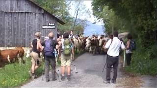 La montée des vaches en alpages VILLARD [upl. by Saudra820]