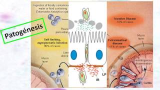 201606  Entamoeba histolytica [upl. by Einattirb]