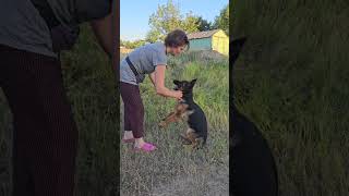 The puppy follows the owners commands Smart and obedient German Shepherd puppy 4 months old [upl. by Shumway877]