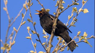 One Hour Relaxing Birdsong Blackbird 4 K [upl. by Claman]