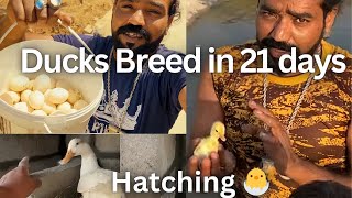 How To Breed Ducks in 21 days  And How To Make Space For Ducks Eggs And Hatching 🐣  Zoo Vlog [upl. by Suivatnad]