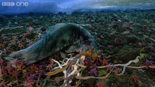 Life  Timelapse of swarming monster worms and sea stars  BBC One [upl. by Aneema]