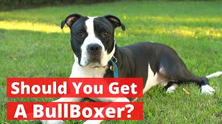 All about the Pitbull Boxer mix Bullboxer  Should you get a BullBoxer [upl. by Keri945]