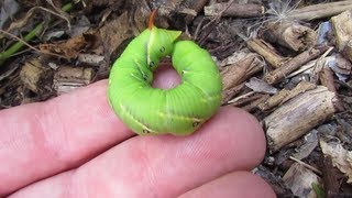 Hawk mothhornworm caterpillar [upl. by Sitnerp445]