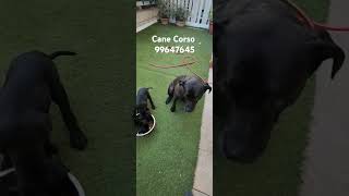 Cane Corso purebred Available puppy doglover pets doglife canecorso [upl. by Euqinotna531]