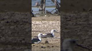 Himantopus leucocephalus birds mangrove wildlife natureshorts [upl. by Namialus403]