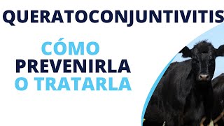 Tratamiento de queratoconjuntivitis infecciosa de los bovinos [upl. by Laux298]