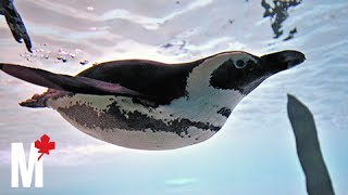 What it feels like to feed the penguins at the Toronto Zoo [upl. by Leiria]