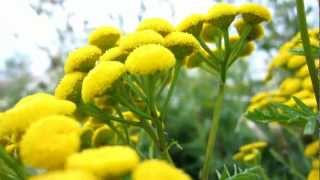 Common Tansy Tanacetum vulgare  Cow Bitter  20120731 [upl. by Barram330]