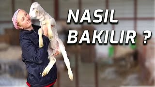 ANADOLU MERİNOSU IRKINA NASIL BAKILIR   RIZA DÖNMEZ İLE İDEAL KOYUNCULUK [upl. by Hsemar]