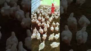 poultry farm business plan [upl. by Schaeffer]