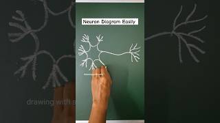 neuron diagram  neuron drawing  neurone diagram neuron diagram drawing [upl. by Norrahs]