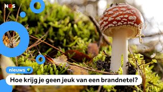 Alles over brandnetels en regenwormen in dik boek over Nederlandse natuur [upl. by Alyakem]