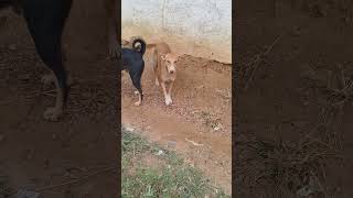 streetdogkalu shortviral dog viral dogfights doglover doglife shorts viral puppydog [upl. by Radnaxela]