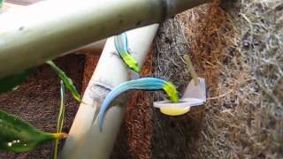 Phelsuma klemmeri feeding1 [upl. by Ttirrem]